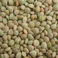 2017 new crop green lentils